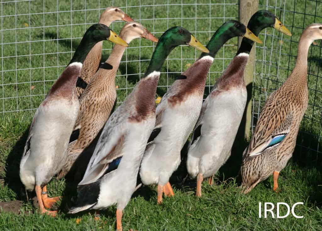 group of runner ducks in an enclosure in a field